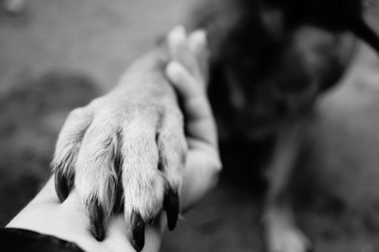 Recognising Pain in Dogs and Cats: A Comprehensive Guide for Pet Owners