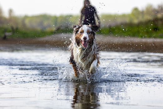 What is "Integrative Veterinary Medicine"?