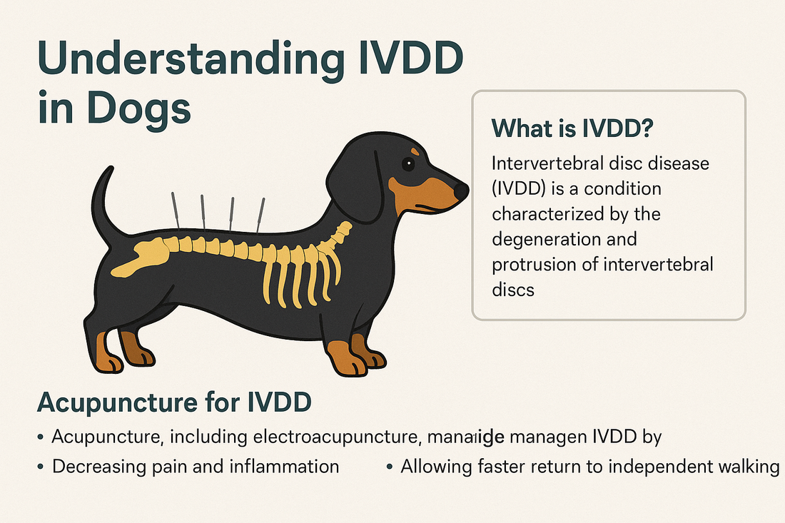 Managing IVDD in Dogs with Acupuncture and Electroacupuncture: A Holistic Approach to Spinal Health