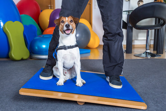 The Importance of Clinical Rehabilitation in Companion Animals: A Guide by Pawsitive Relief