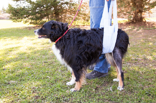 Let's Talk About Canine Cruciate Disease